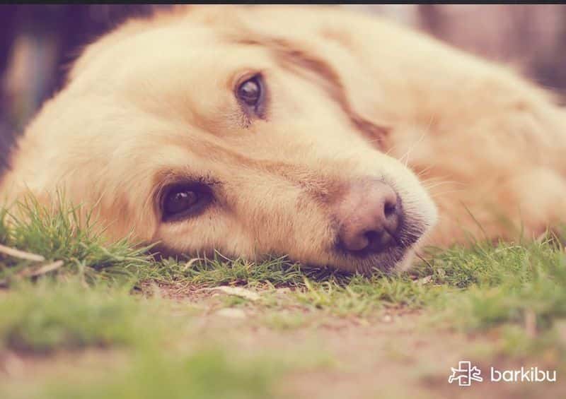 bajar fiebre en perros